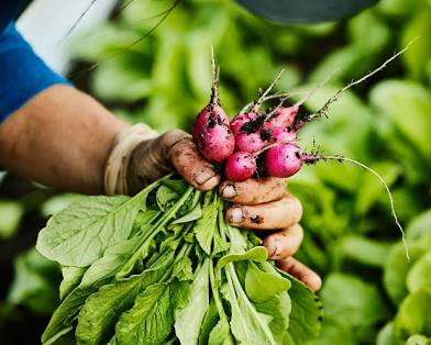 Organic Produce Grown Here At Fox Hollow By MCFC Growers