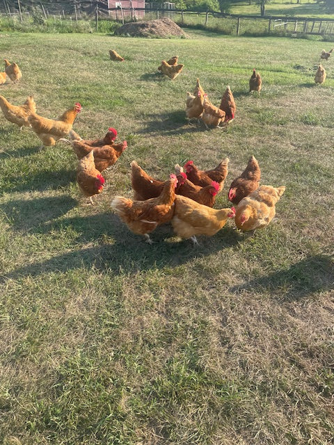 Fox Hollow Farm's Pastured Brown Eggs (No Shipping Available)