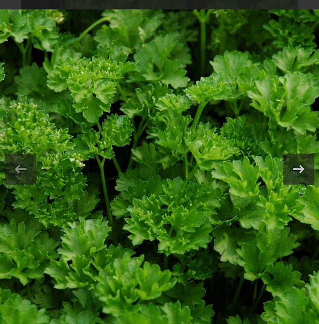 Organic Parsley Flat Leaf Or Curly 4oz Bag