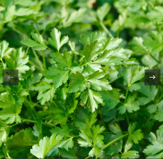 Organic Parsley Flat Leaf Or Curly 4oz Bag