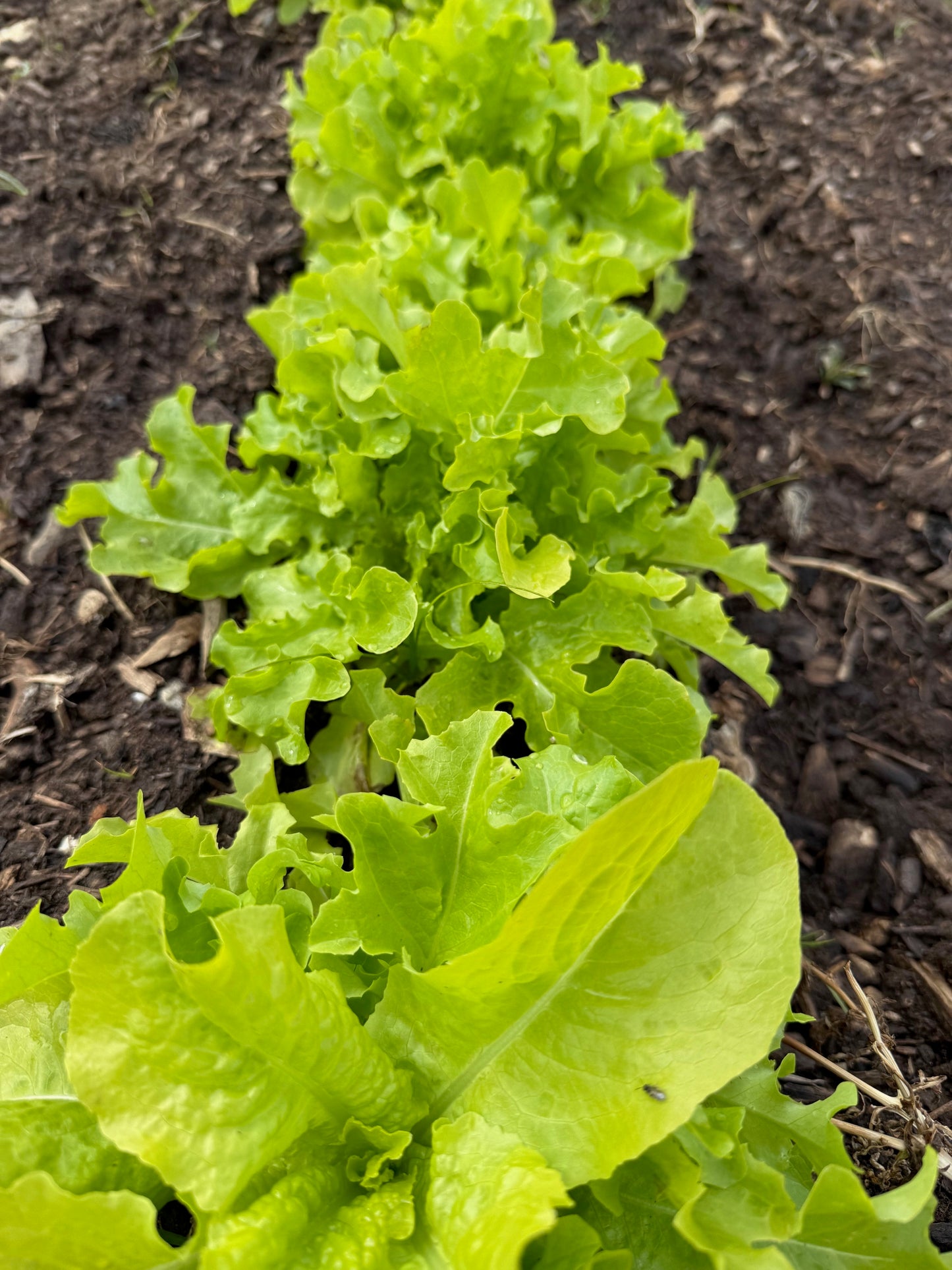 Organic Loose-Leaf Lettuce * Black Seeded Simpson