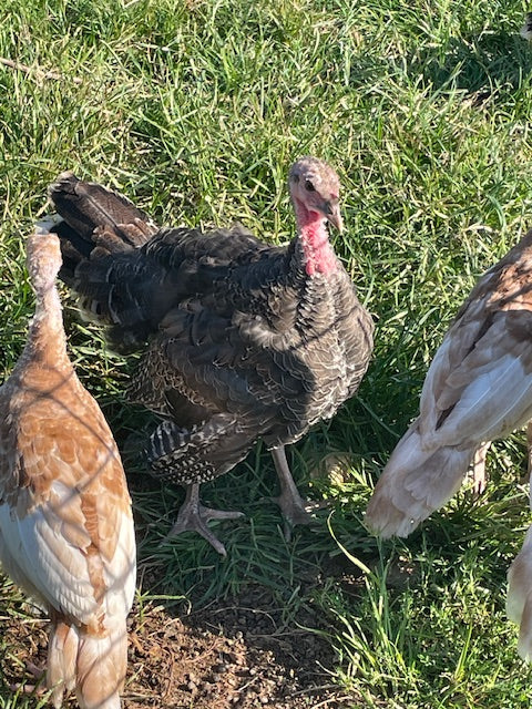 2026 Thanksgiving Turkey - Pastured Out On Grass & Sunshine