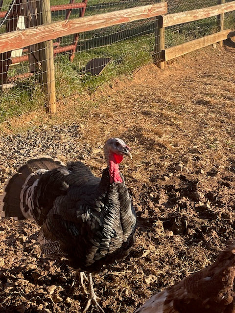 2026 Thanksgiving Turkey - Pastured Out On Grass & Sunshine