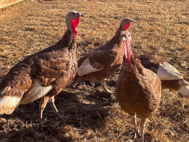 2026 Thanksgiving Turkey - Pastured Out On Grass & Sunshine