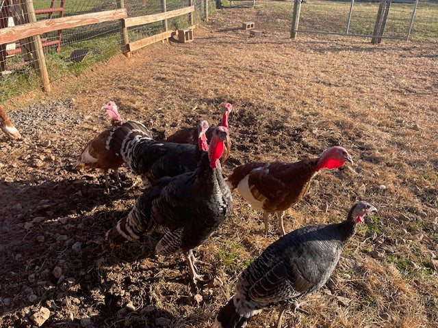2026 Thanksgiving Turkey - Pastured Out On Grass & Sunshine