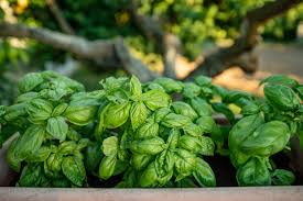 Organic Sweet Basil