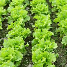 Organic Loose-Leaf Lettuce 1/2 Pound Bag