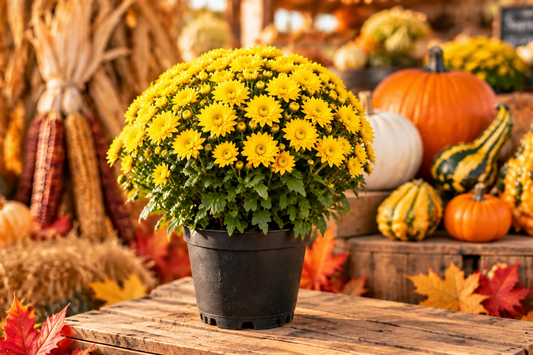 Yellow Mum Small 4" Pot