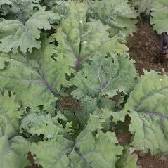 Organic Kale - 1/2 pound bag or bunch