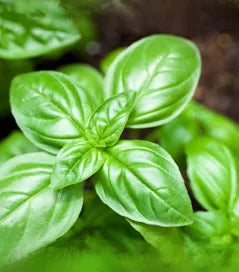 Organic Sweet Basil