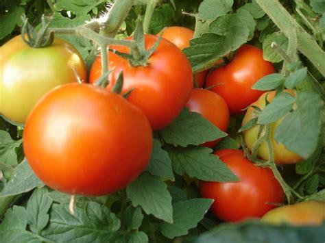 Organic Heirloom Tomatoes Quart Container